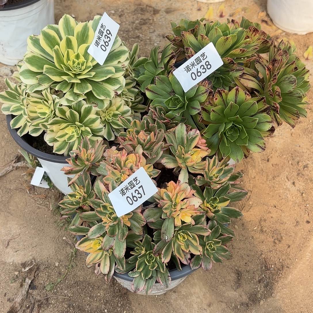 迈巴赫必火甜茶多肉植物637-38-39