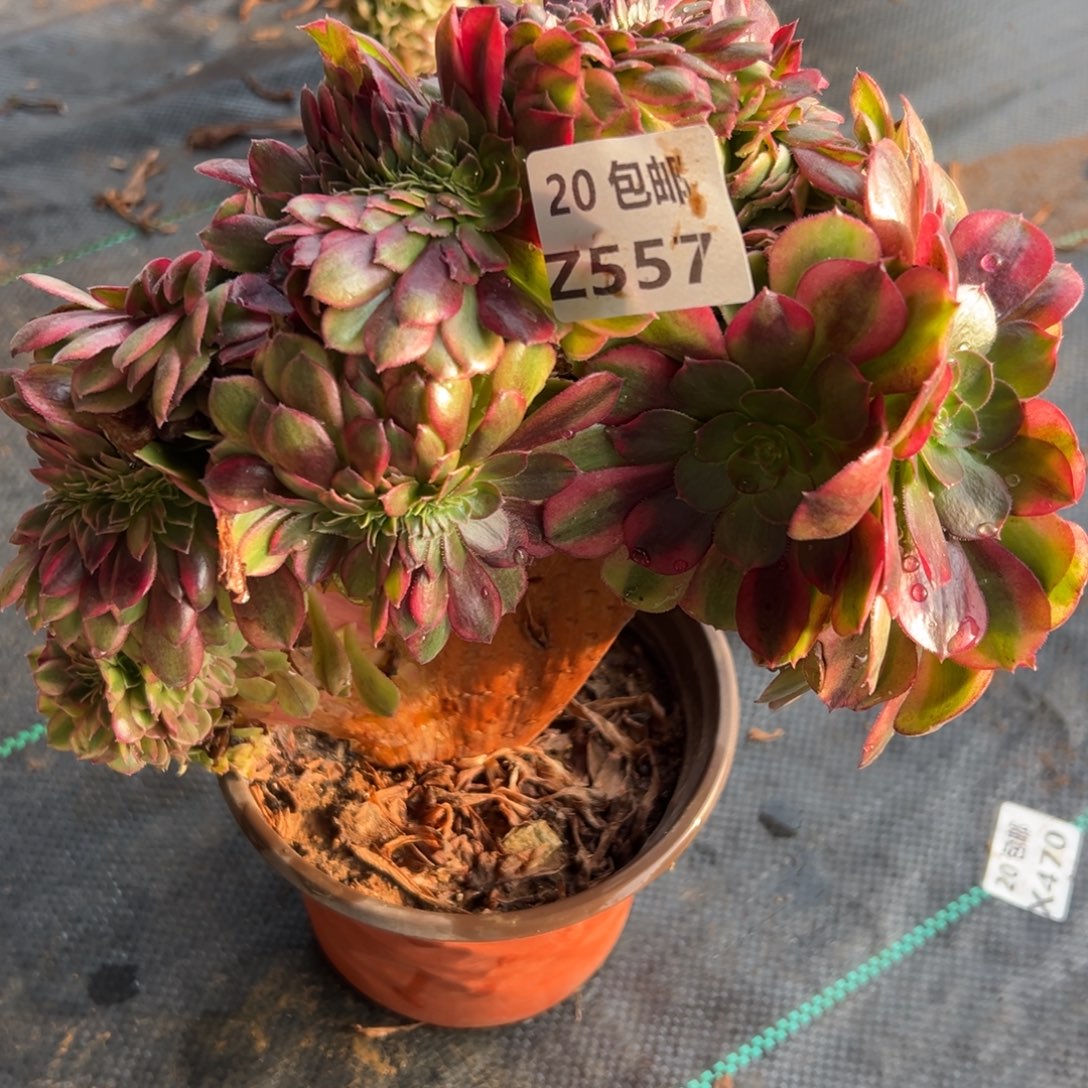 557雨荷缀，满20包邮嘟叮熊