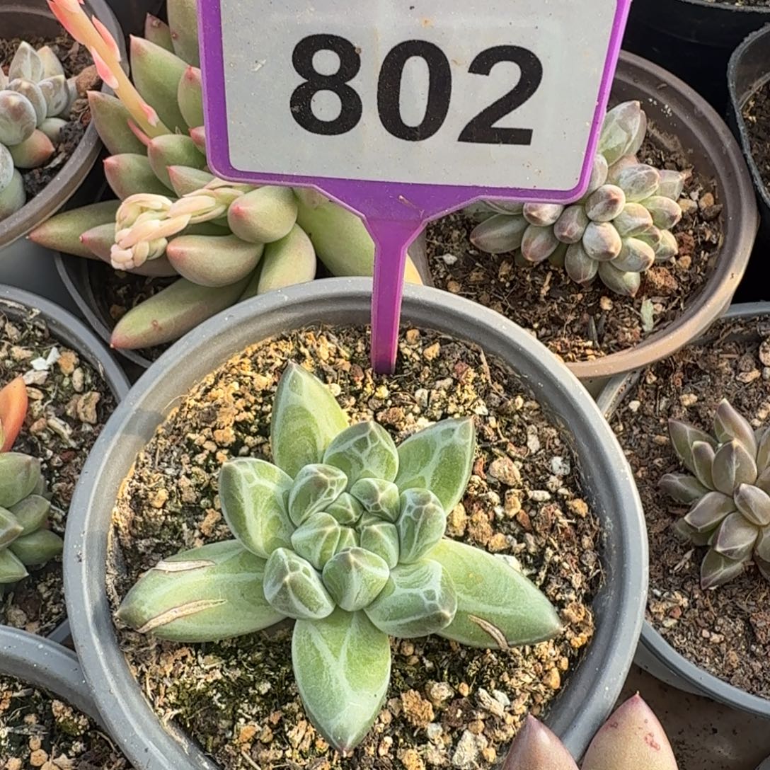 p***d多肉植物青花瓷802