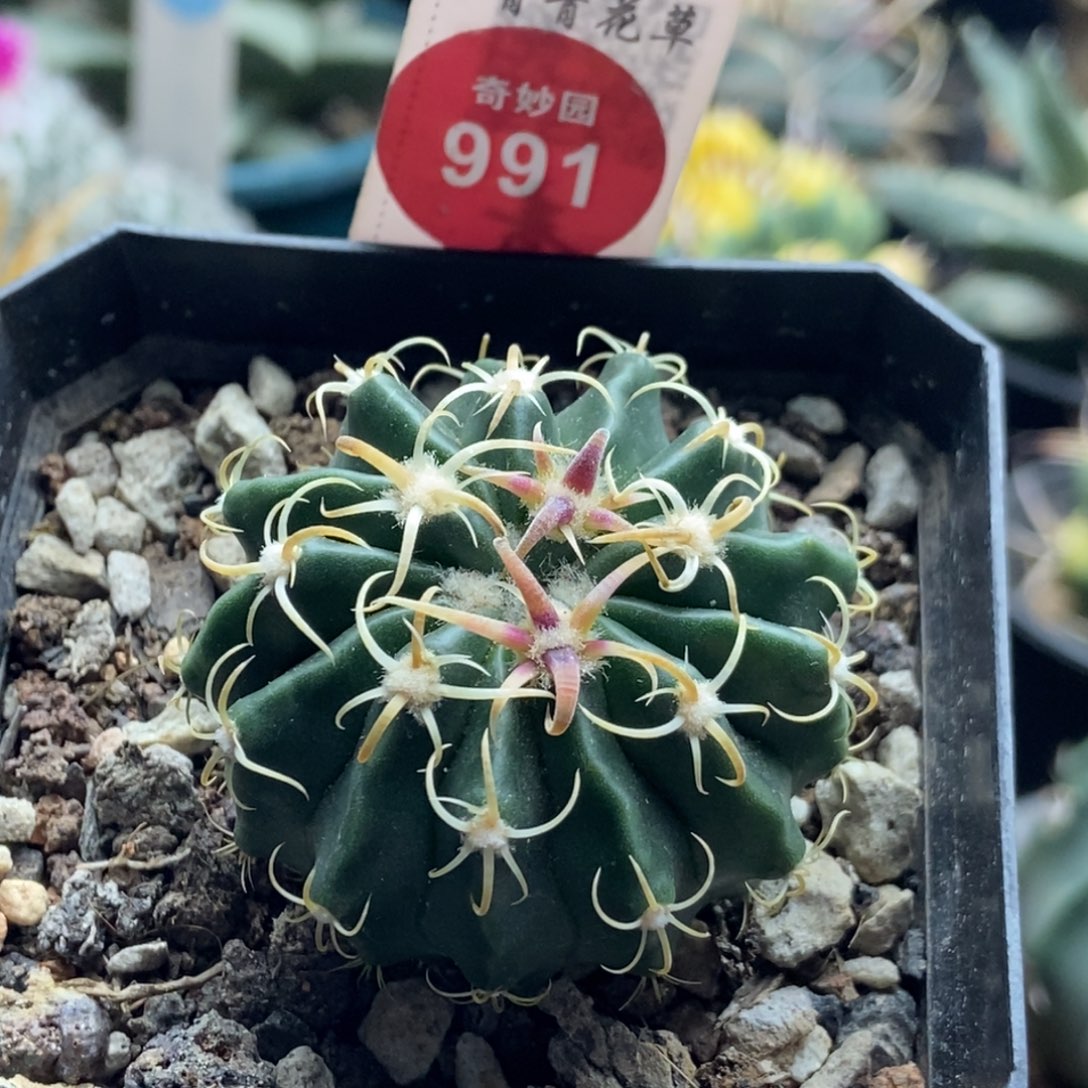 实生卷刺武藏凌波4.1cm