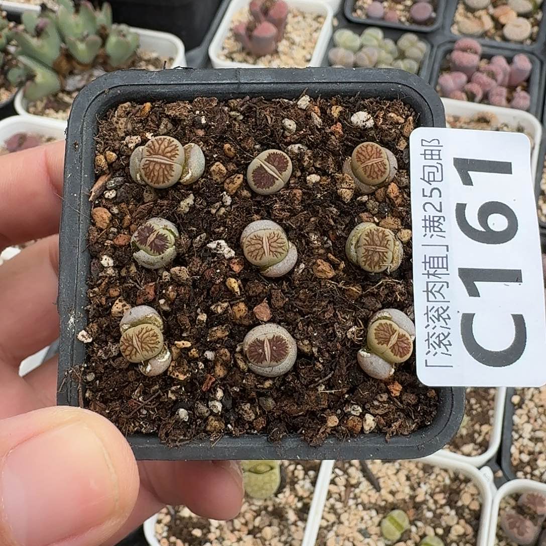 阑***雨C161荷叶绿菊一脱苗