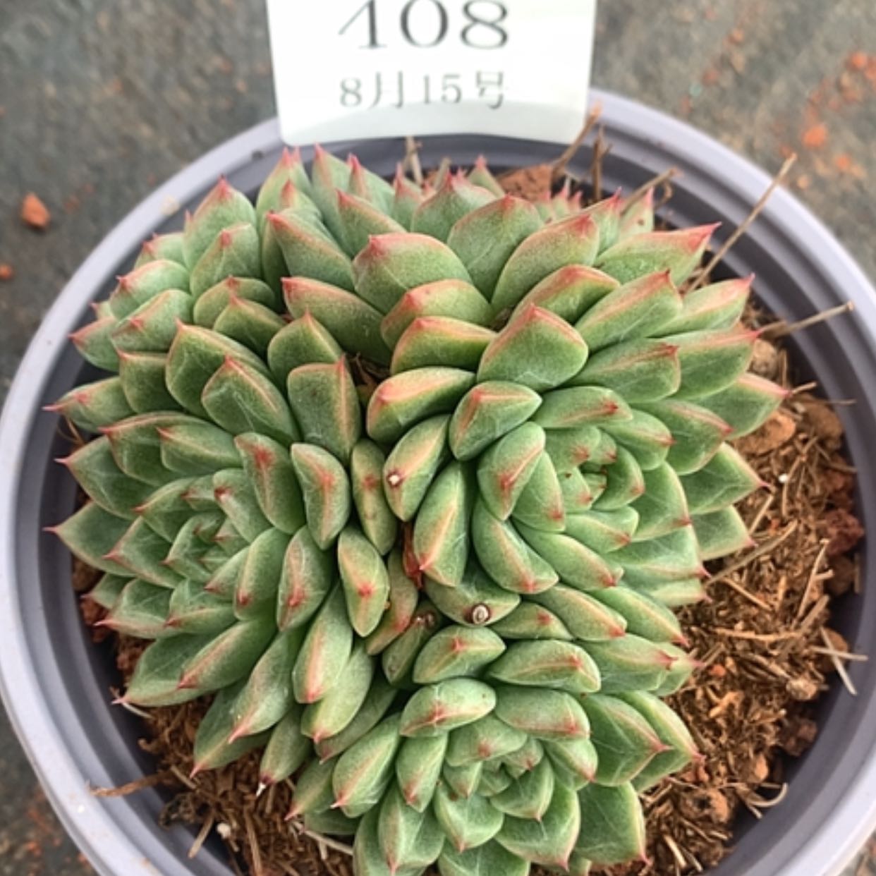 【闪购商品】云408号