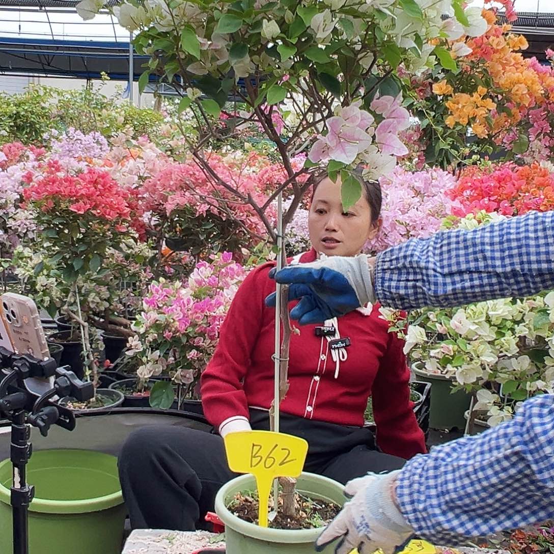 叶***味大部分花苞少量开放B62广红樱