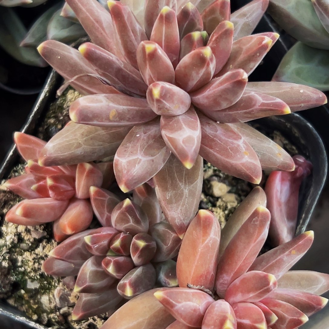美人系列多肉植物