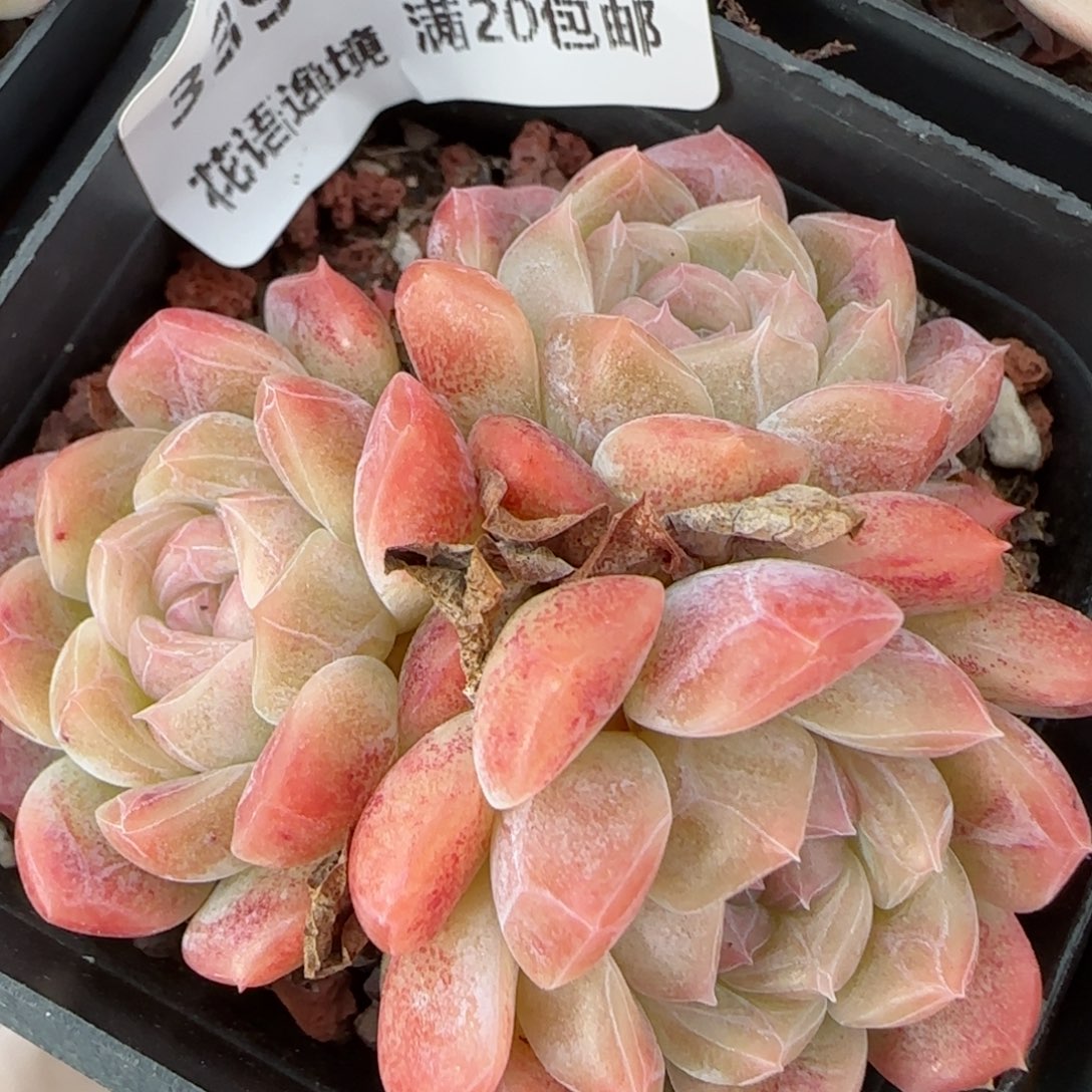 花语逸境0122-339