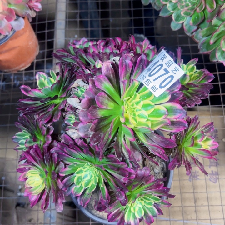 天和多肉植物法师4070