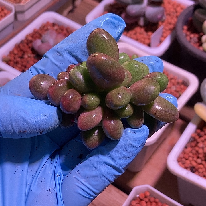 Kk奶酪锦朵朵缀多肉