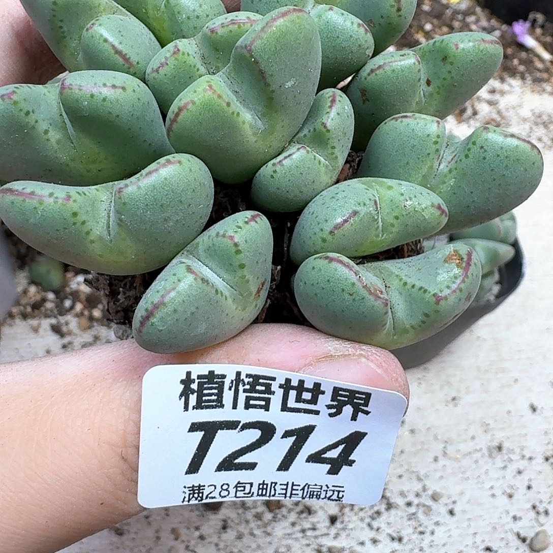 多肉植物的润泽egb
