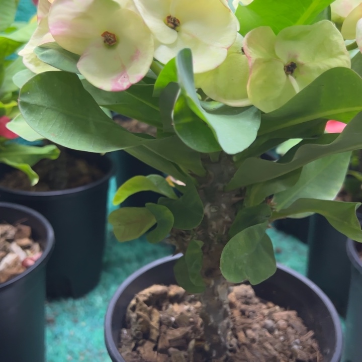 荣***️泰品扦插一物一拍