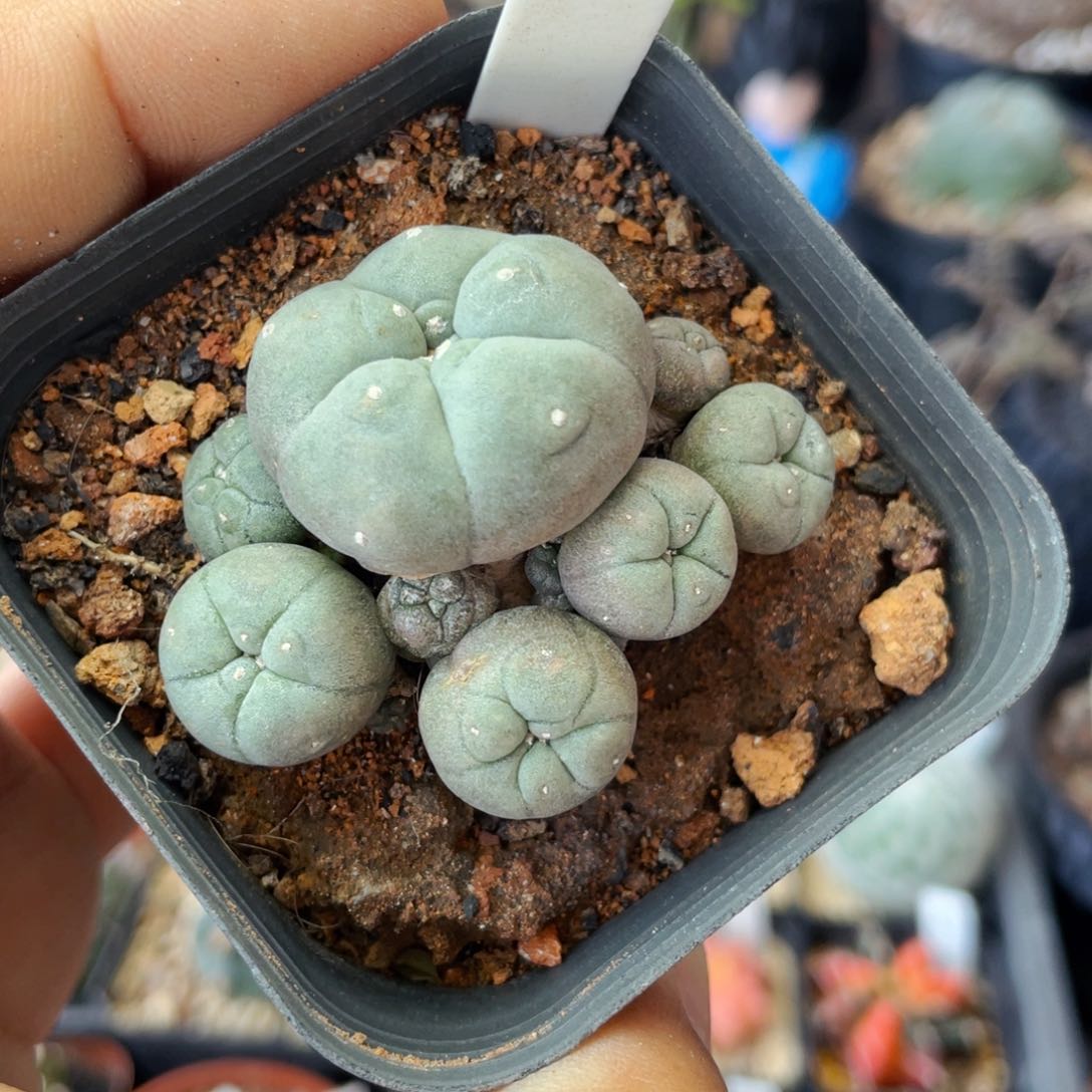 仙人球满28包邮盆口径5公分白肌乌