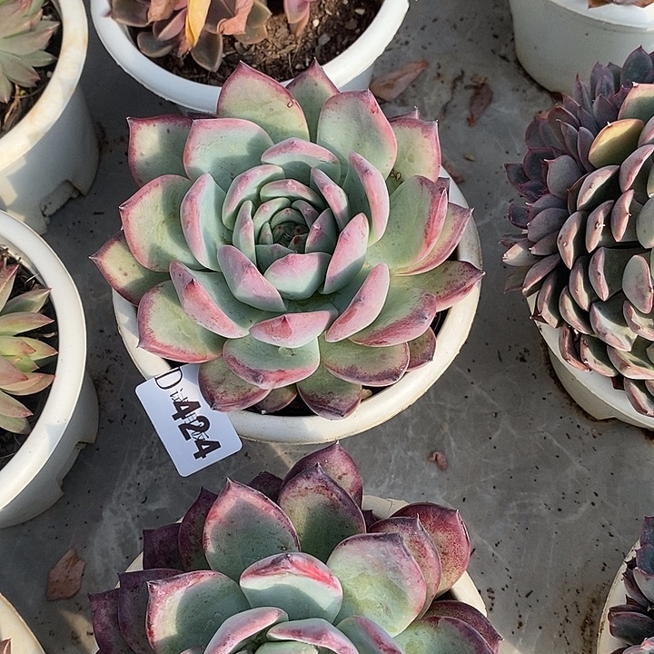 是***呀424红拉糖多肉植物