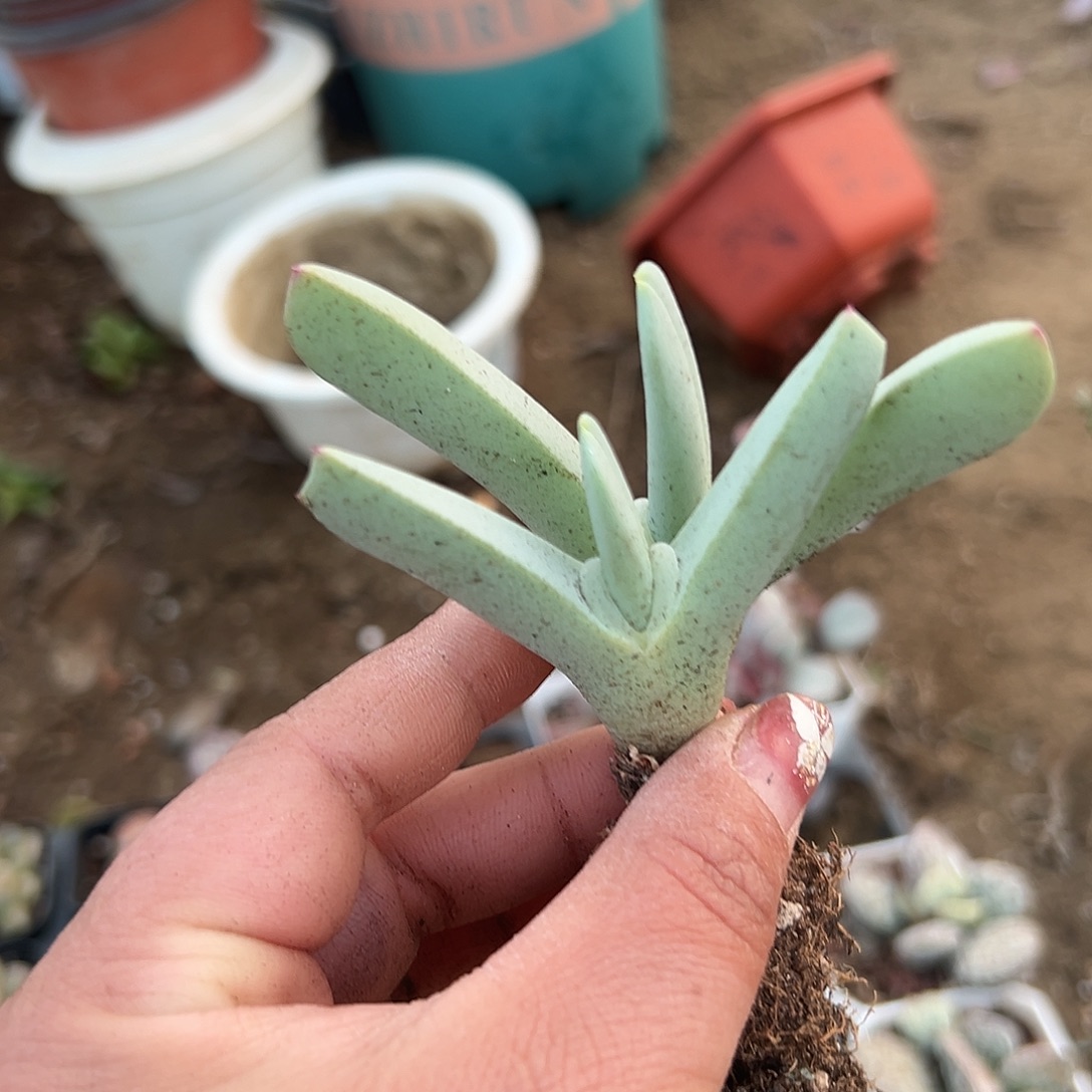 多肉植物多肉植物
