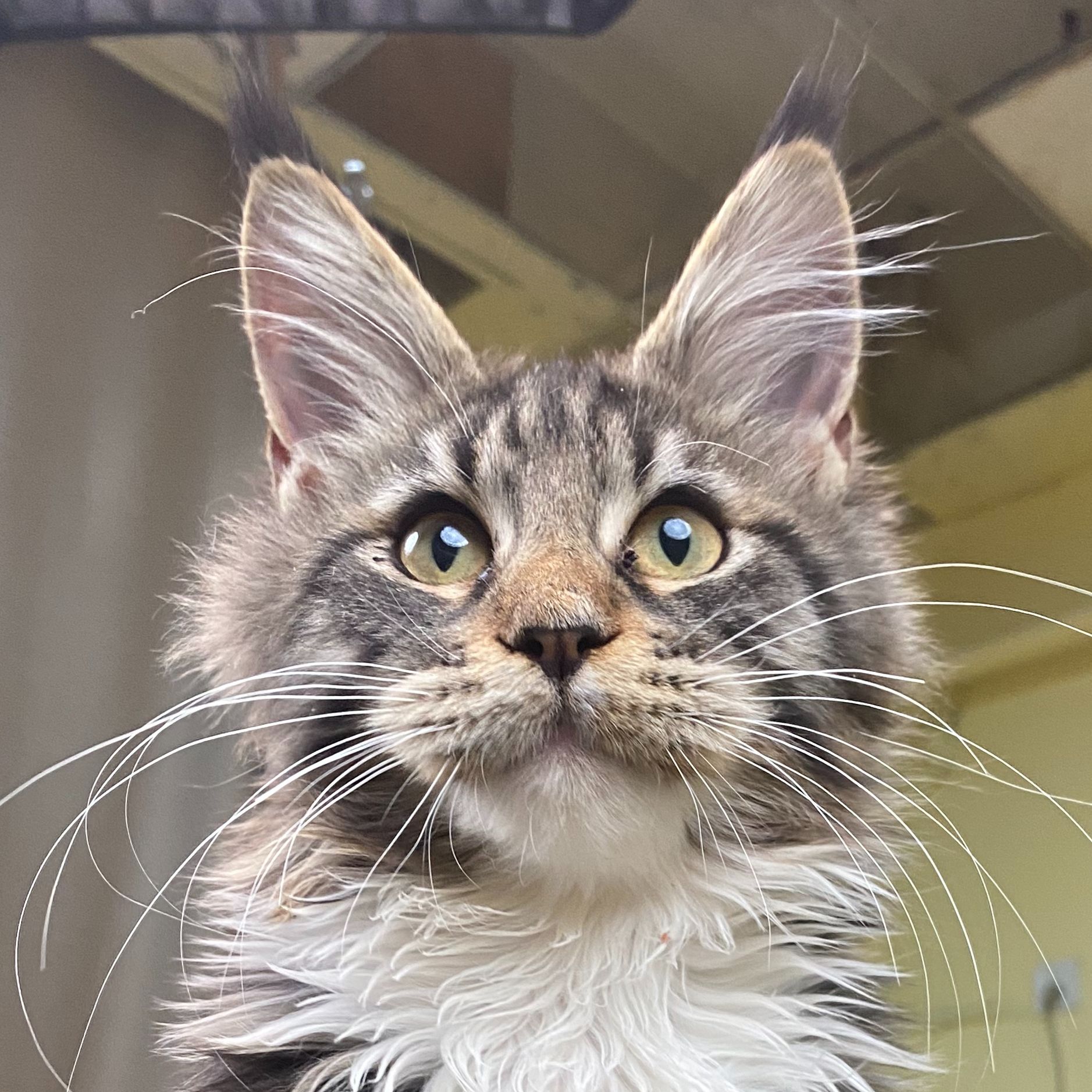 多色缅因库恩猫咪棕虎加白公四个月疫苗驱虫全