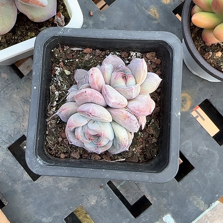 青蛙王子儿童111