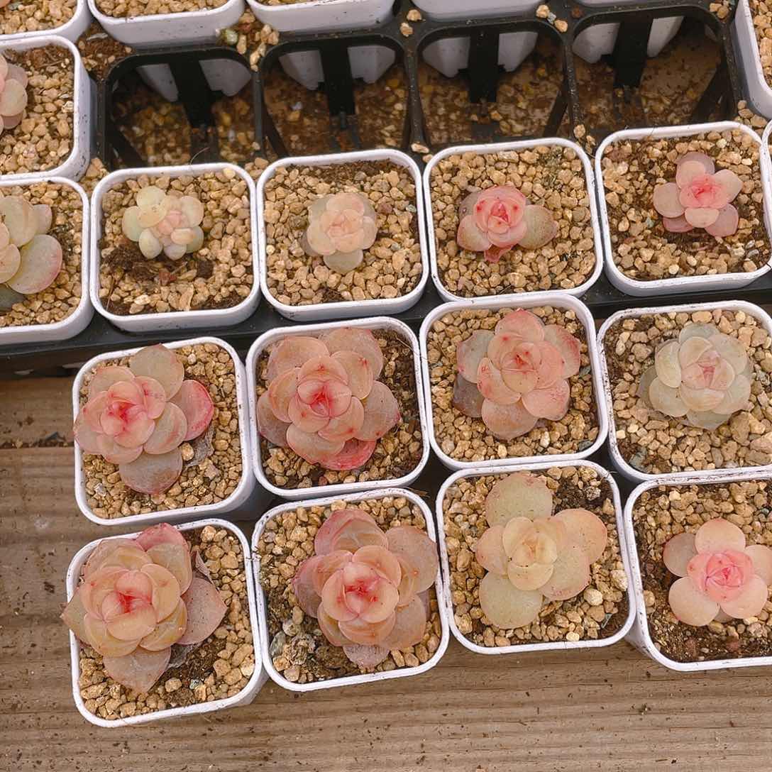 桃坞穴一个满48包邮