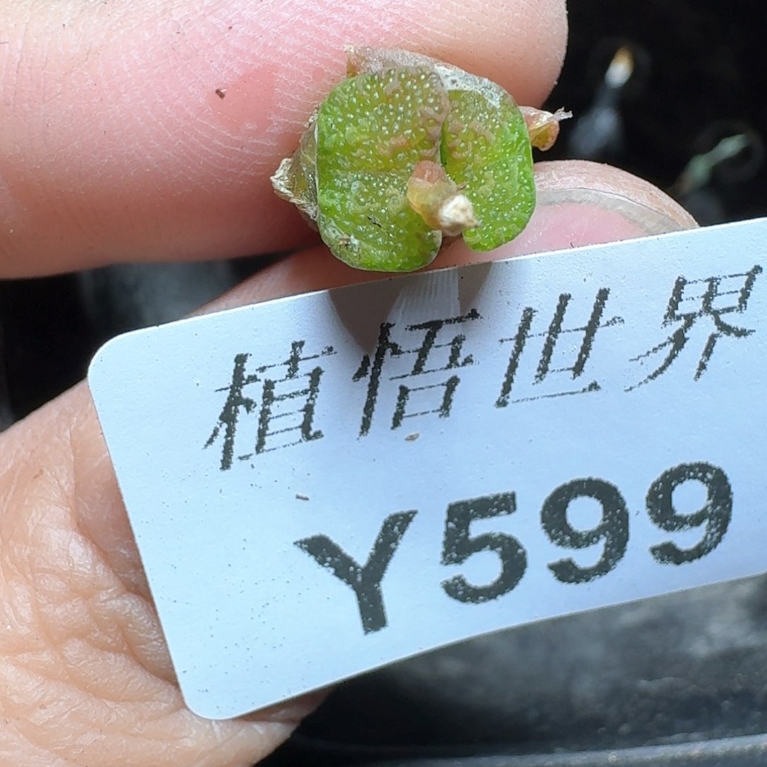 599盒多肉植物哇e v