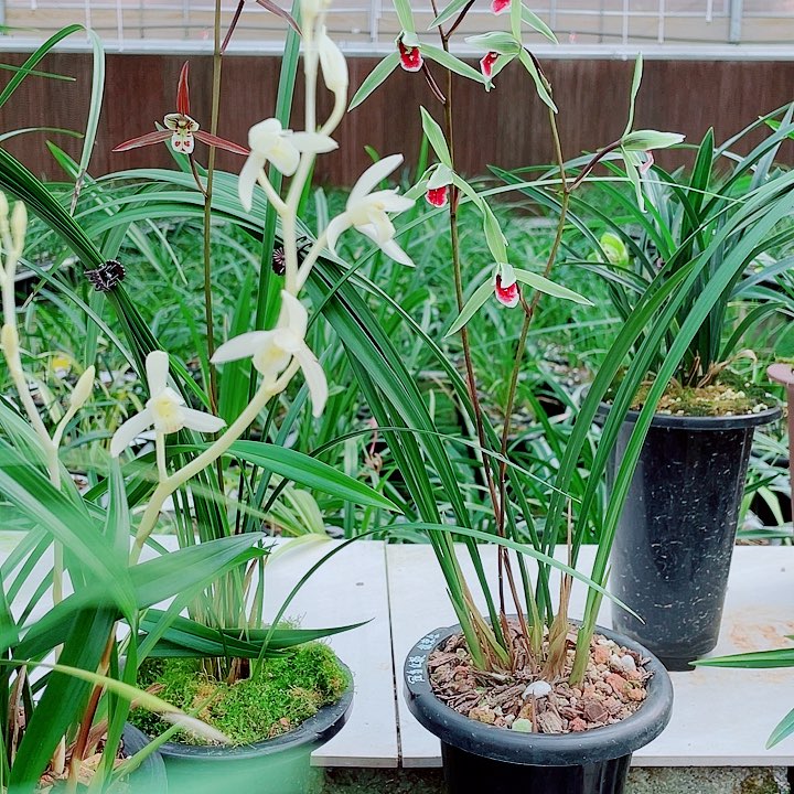 重***你无花朵一物一漂亮开花