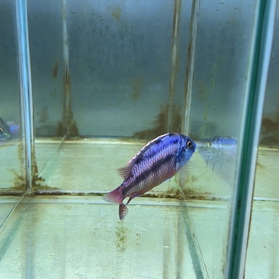 Y***n海水鱼43号111111111