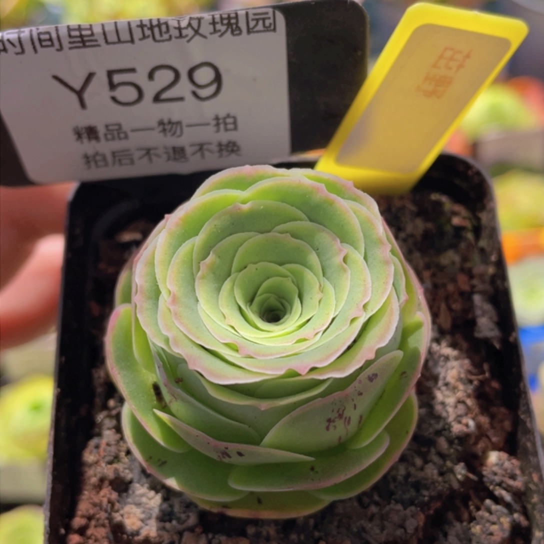 茁野多肉529一物一拍