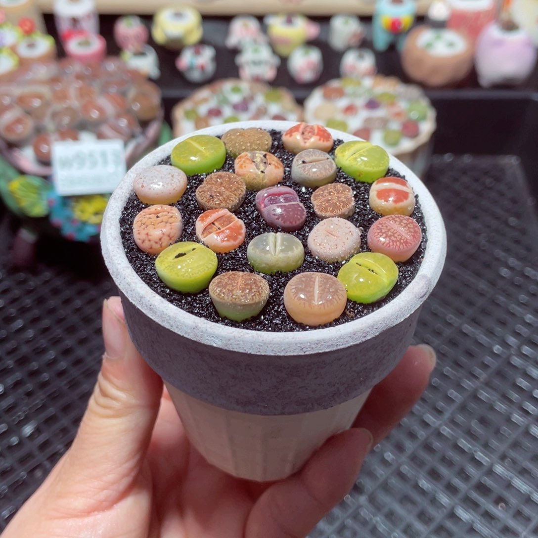 w9515 带盆土发货-零下地区拍保温箱