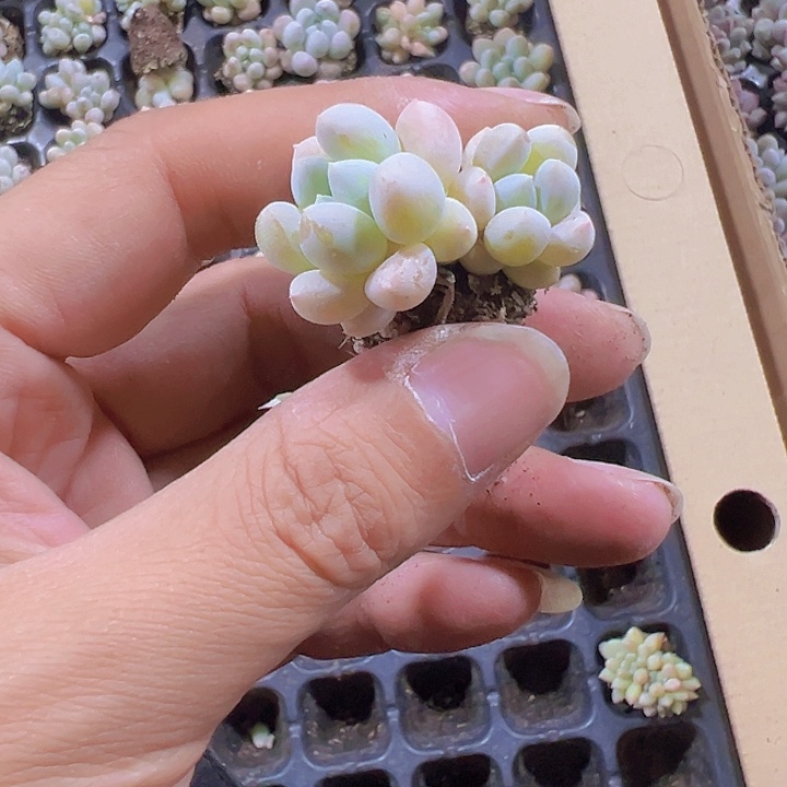 明珠精品多肉植物