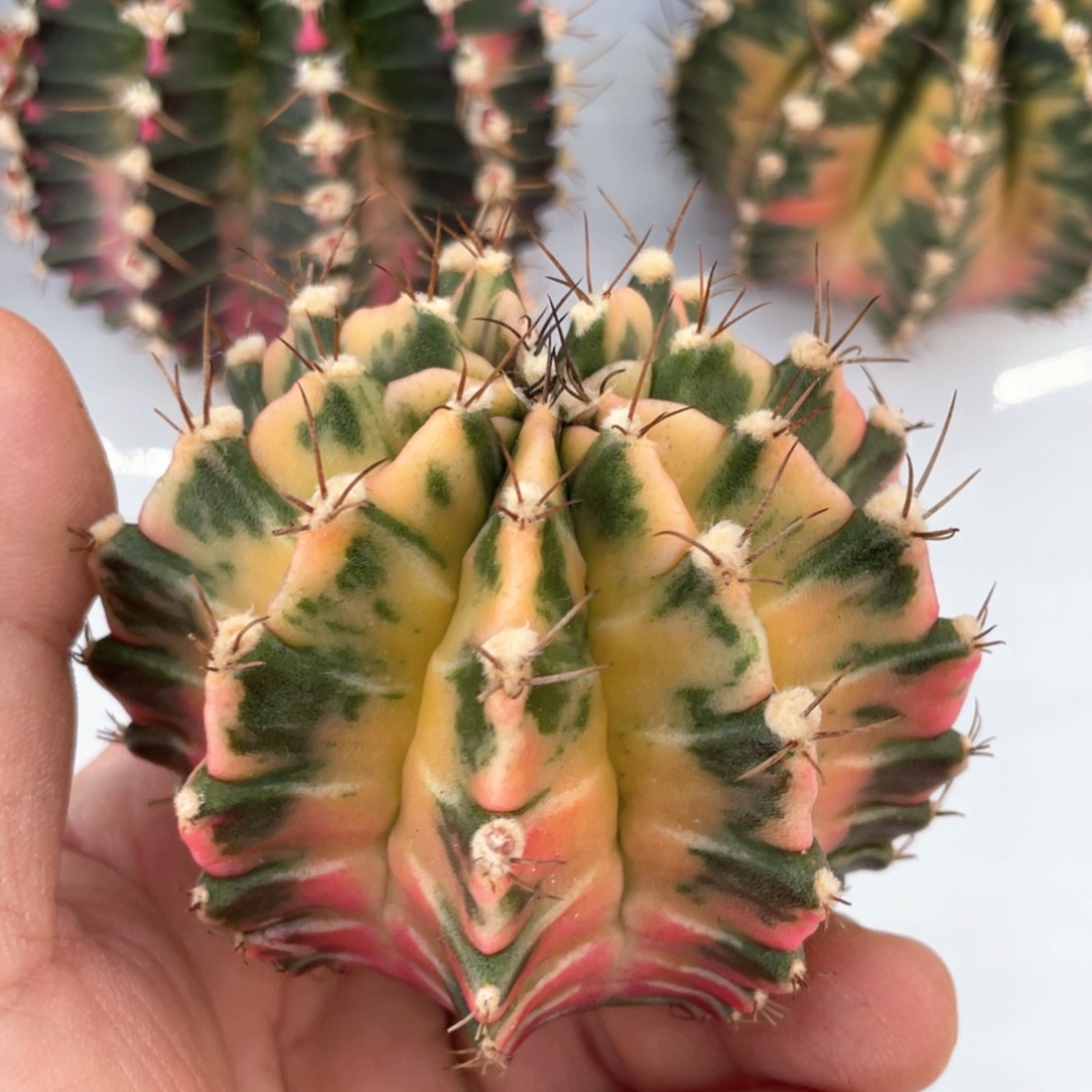 当前无花朵，栽培后可花朵规律大臀虎斑