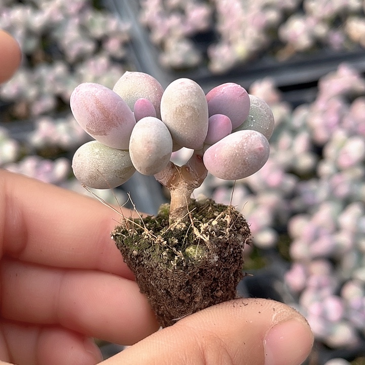 一我一拍满18包邮