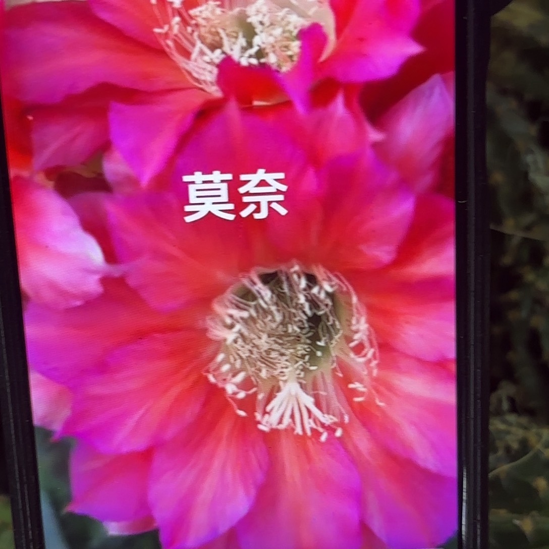 莫奈彩侧牙20包邮9