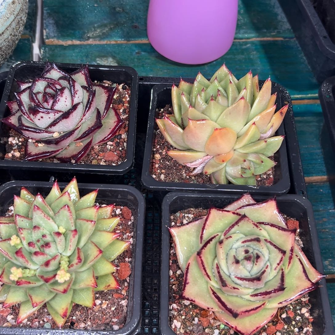 多肉一物一拍0119-351