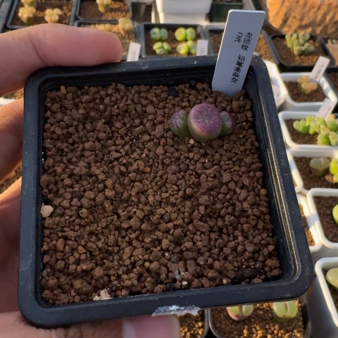 师**了云缦精品番杏15.33多肉