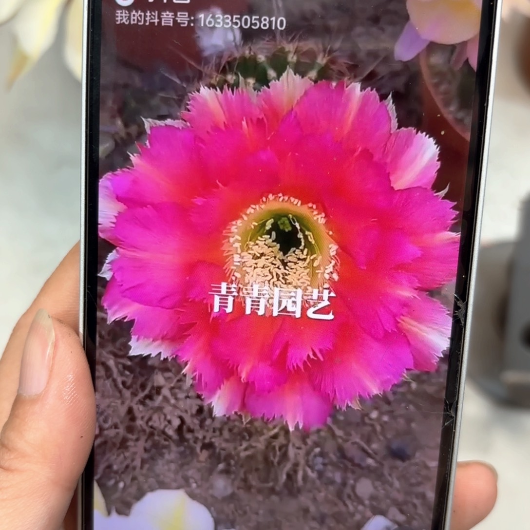 彩草1-2号6公分左右