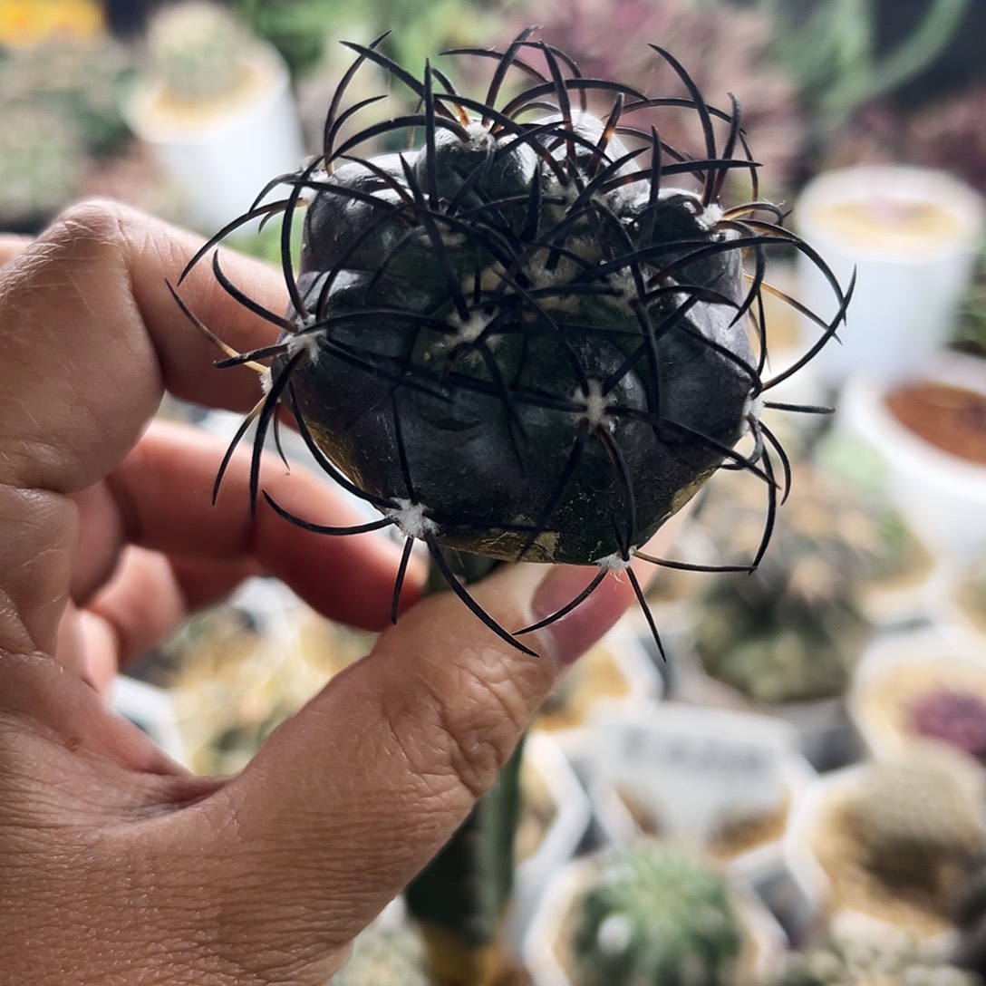 栗星玉仙人球666666