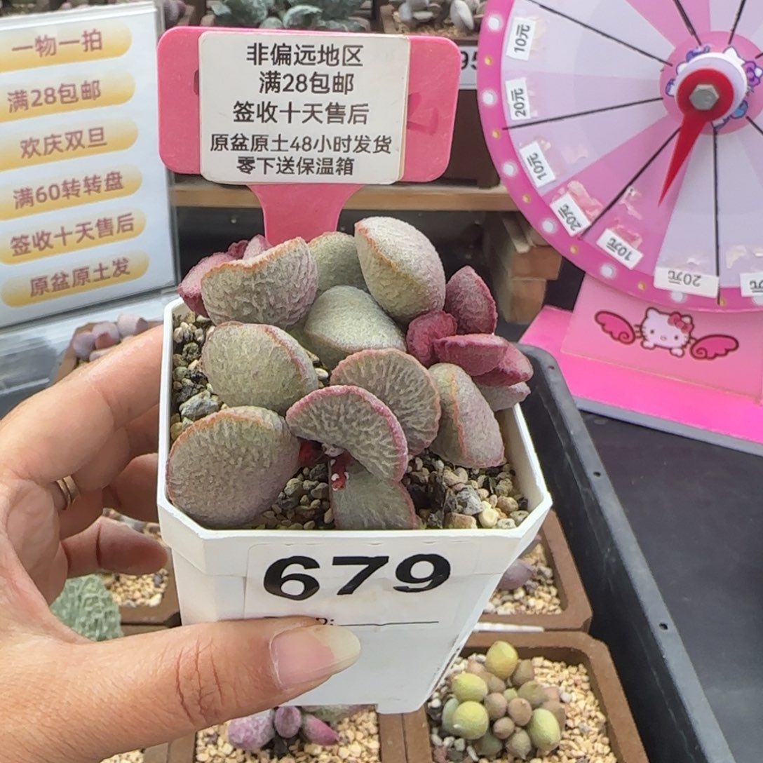 679妖姬多肉的植物