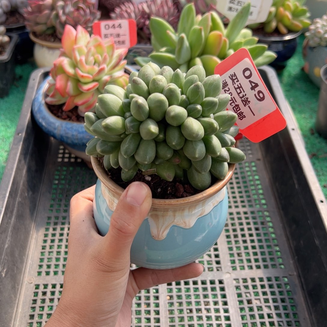 表妹精品多肉植物049.