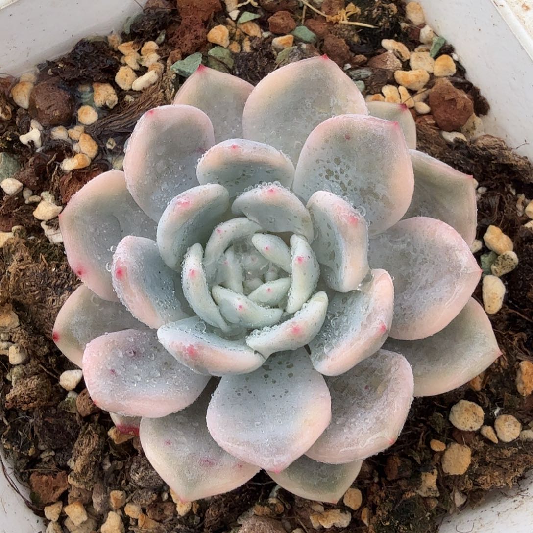 橙梦露锦，覆轮锦