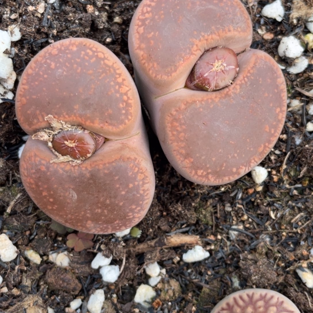 非偏远满20包邮611