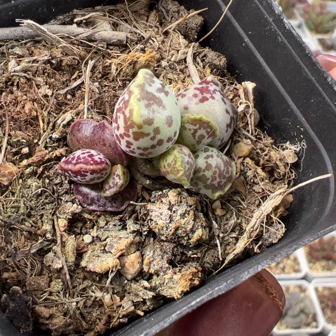 阴阳头达摩海豹多肉植物
