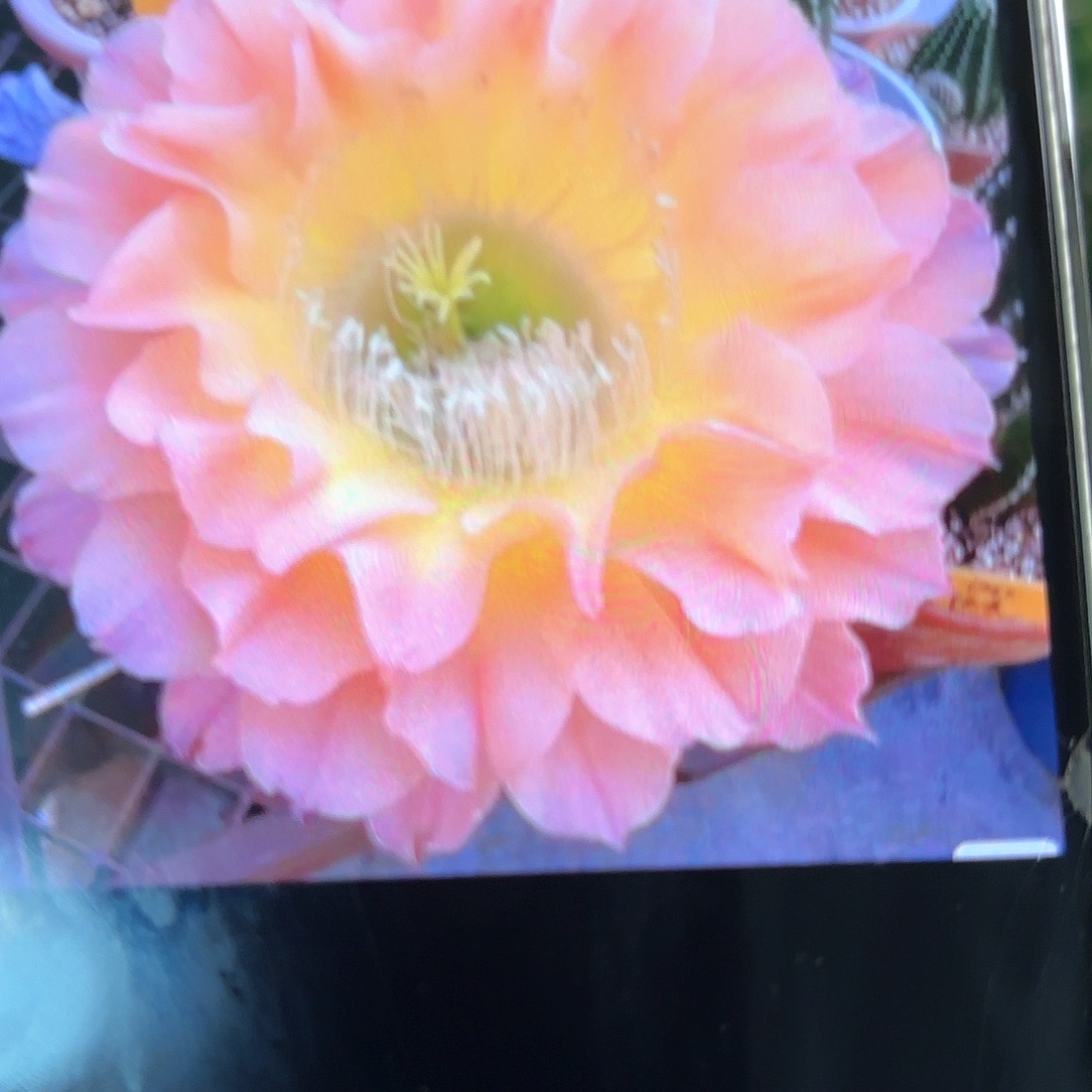 彩草1-73号3公分侧牙