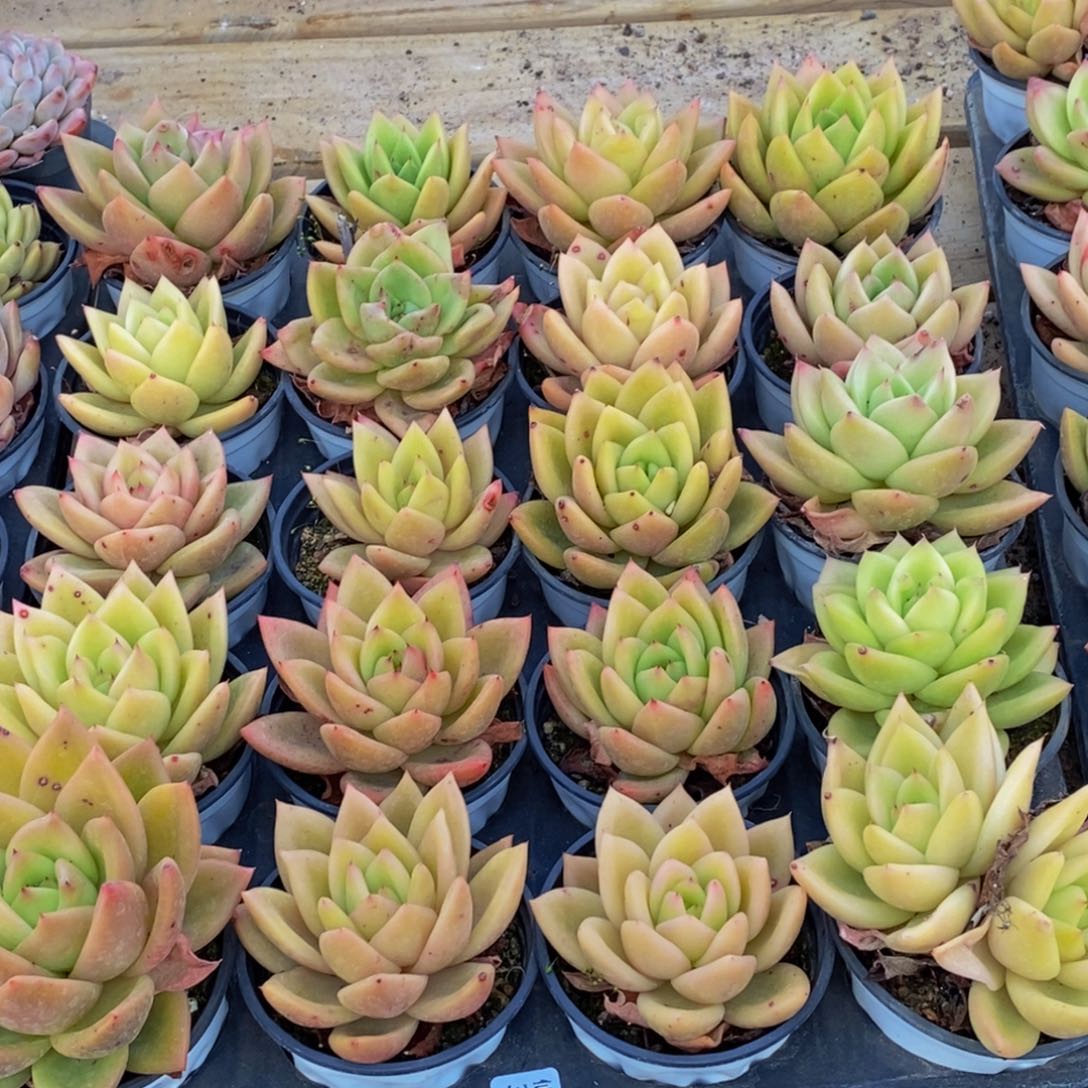 371多肉植物保护研究所所长助理