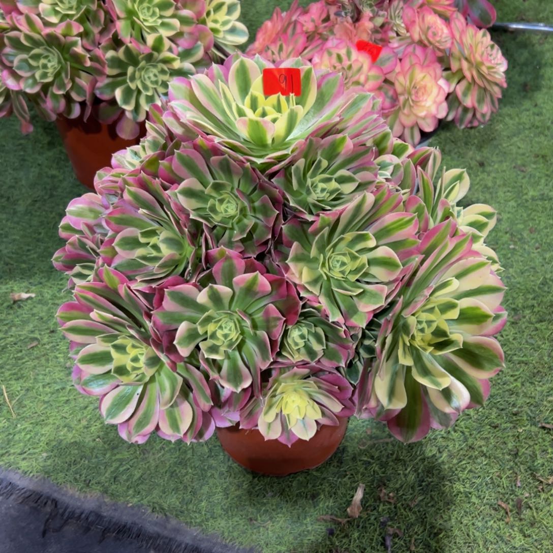 91炖肉植物发货白凤