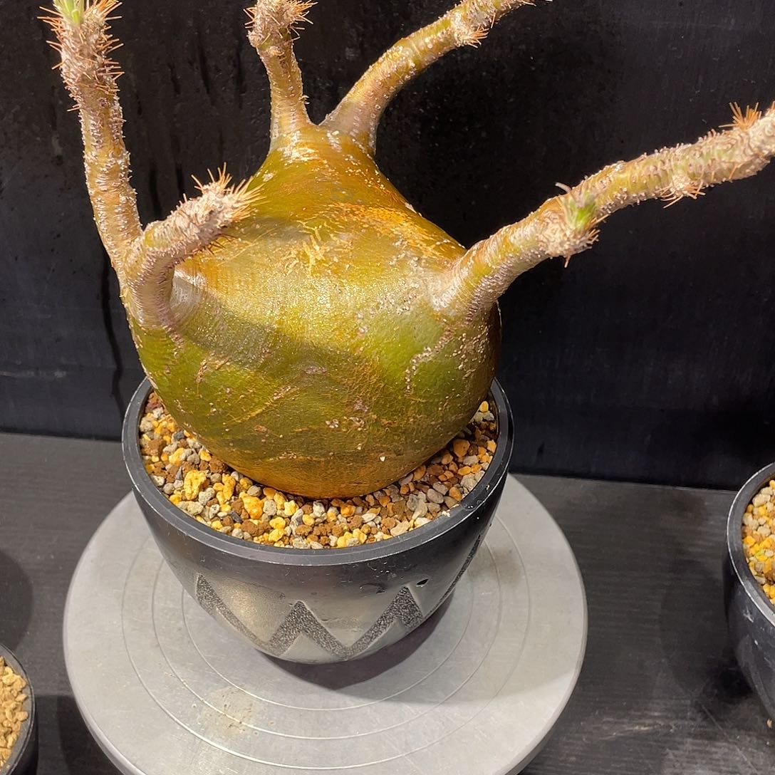 象牙宫老家养定熟桩