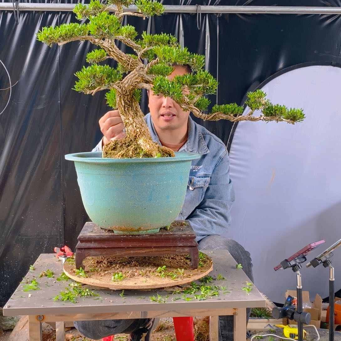 绿植黄杨盆景雀舌软枝