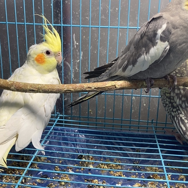 玄凤鹦鹉/鸡尾鹦鹉