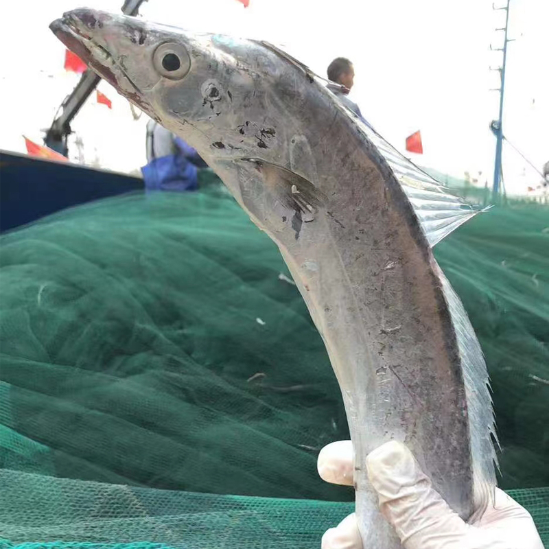 1斤上规格黄沙港本港特级野生海捕大带鱼新鲜老鹰带五斤