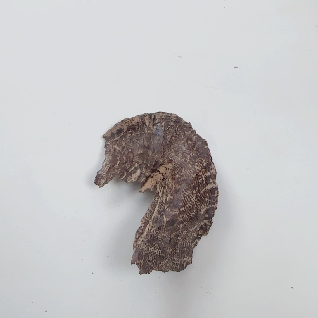 沉香沉香木制品海南壳仔碎料2 g