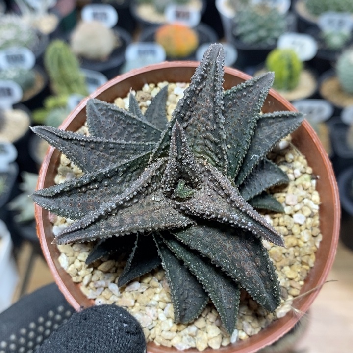 硬叶十二卷鬼瓦54号7.5cm