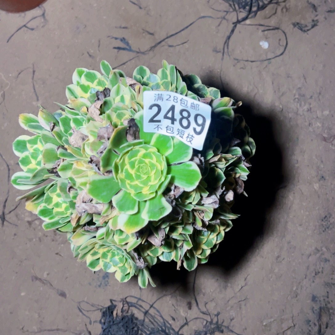 迈巴赫多肉植物2489
