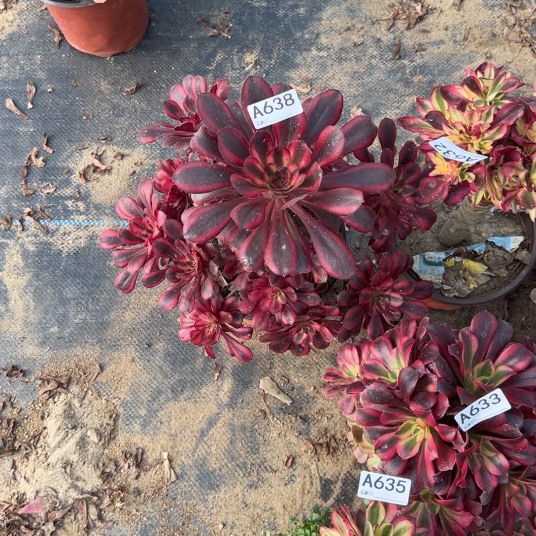 638香内儿多肉植物法师