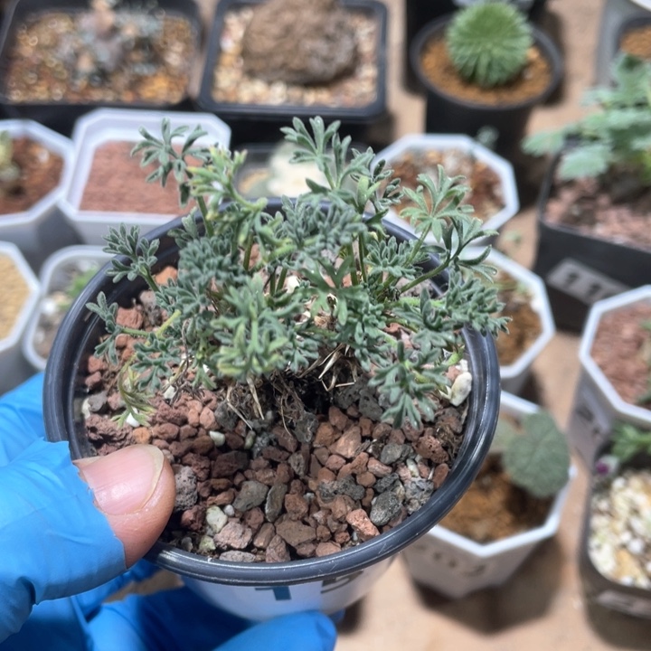 156豪猪洋葵块根