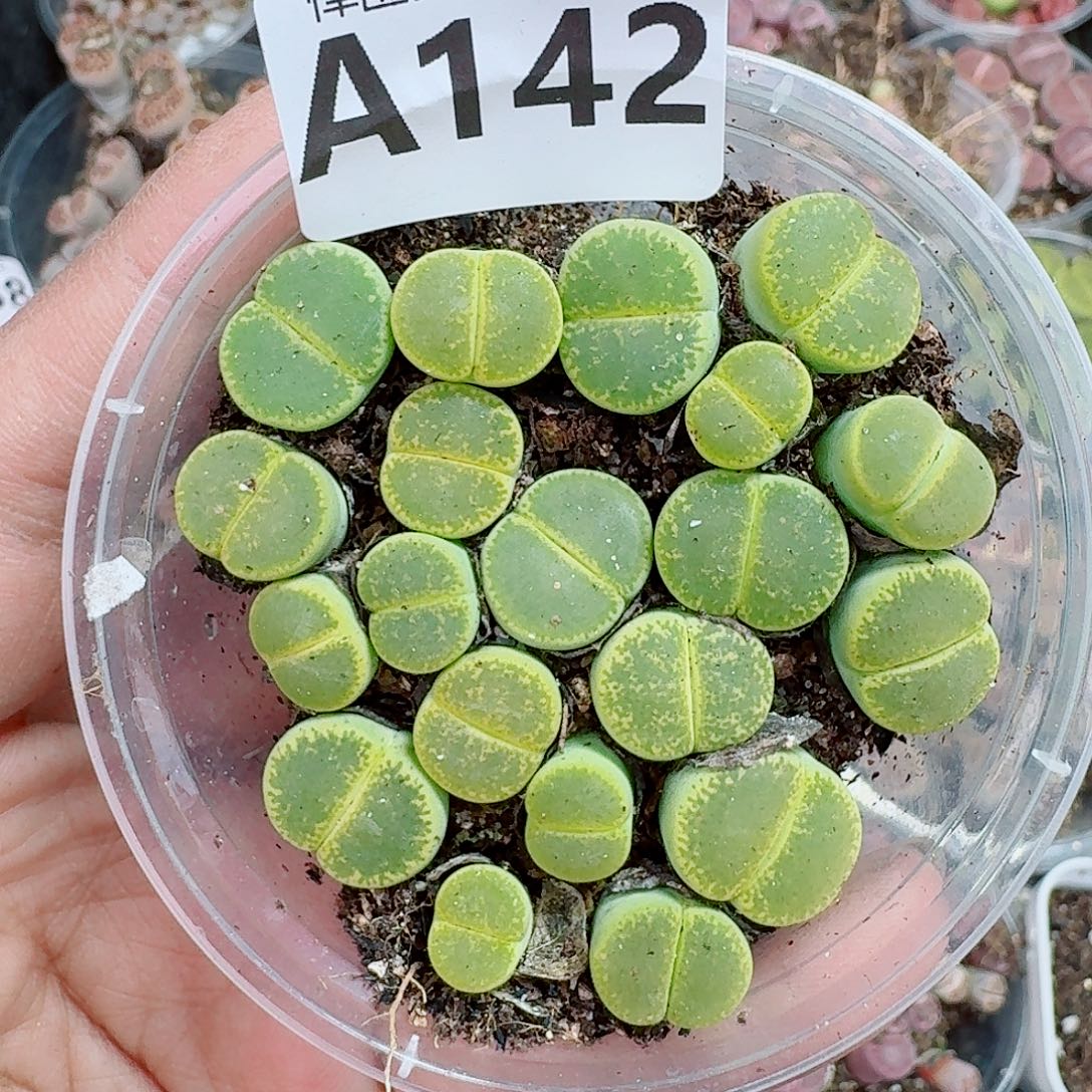 142多肉植物多肉植物